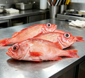 Red Snapper